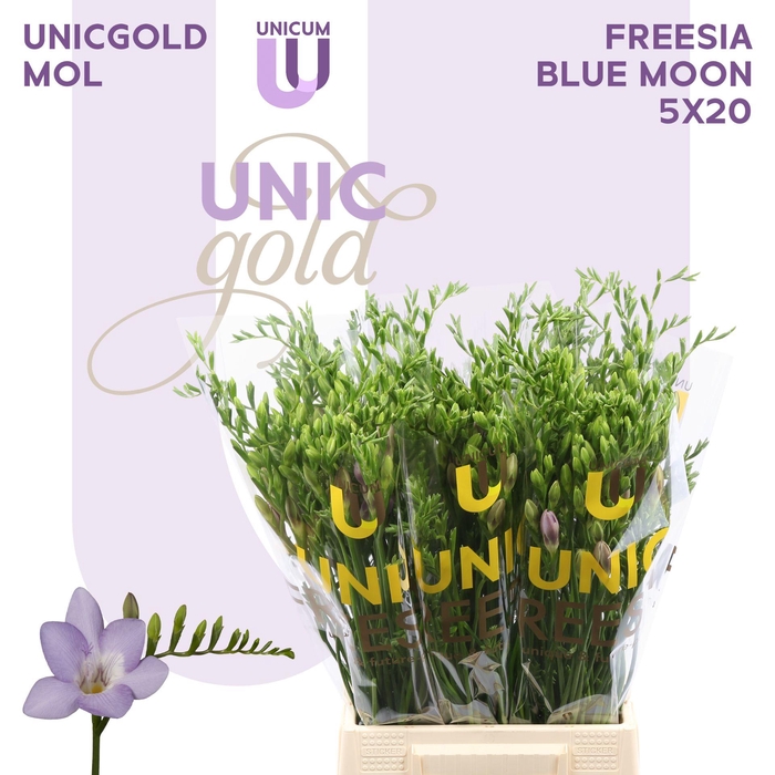 <h4>Fr En Blue Moon X20 Mol</h4>