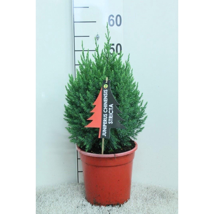 <h4>Juniperus chinensis 'Stricta'</h4>
