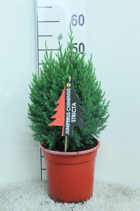 <h4>Juniperus chinensis 'Stricta'</h4>
