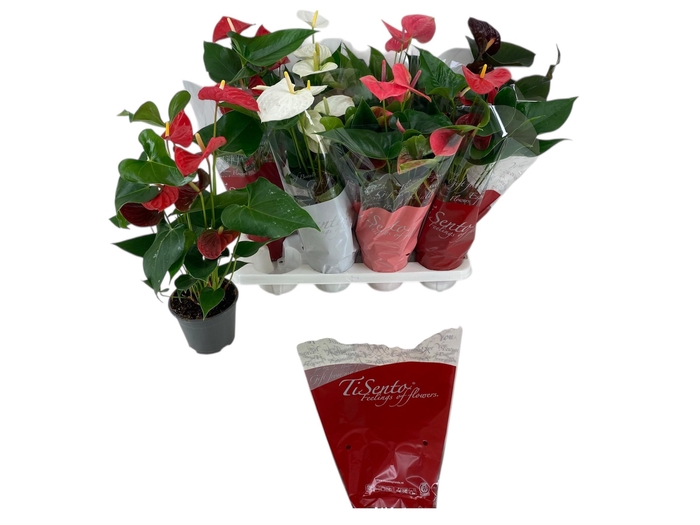 <h4>ANTHU AN GEM</h4>