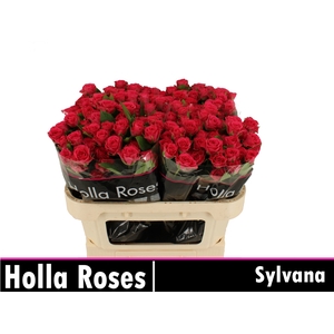 Sylvana