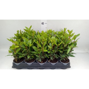 Laurus nobilis