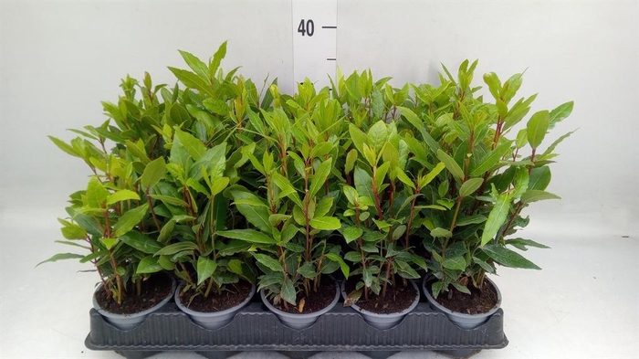 <h4>Laurus nobilis</h4>