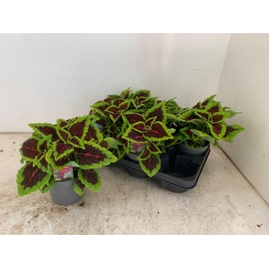 PLEC C MS ALLIG ALLE