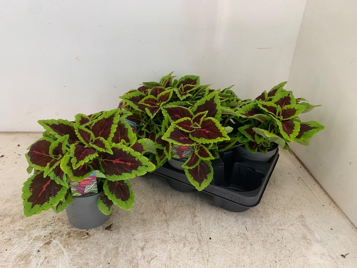 <h4>PLEC C MS ALLIG ALLE</h4>