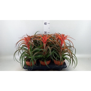 Tillandsia capitata 'Hermosa'
