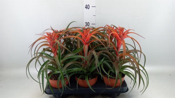 <h4>Tillandsia capitata 'Hermosa'</h4>