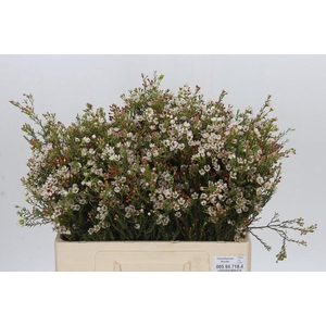 Chamelaucium Blondie