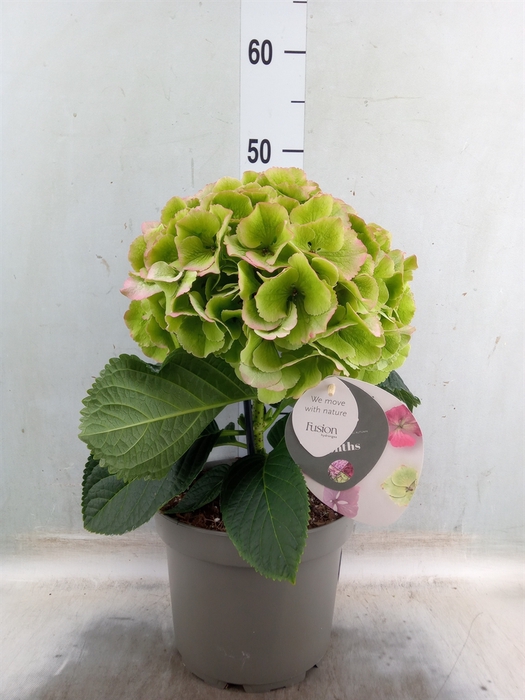 <h4>Hydrangea mac. 'Fusion'</h4>