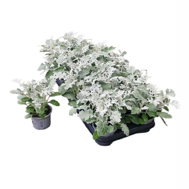 <h4>JACOBAEA MARITIMA</h4>