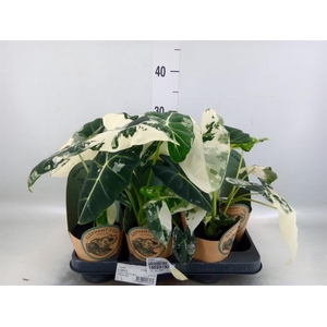 Alocasia   ...