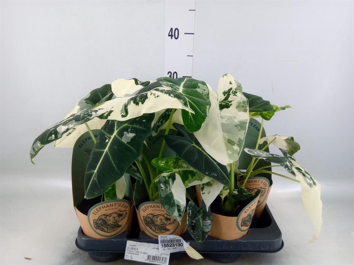 <h4>Alocasia   ...</h4>