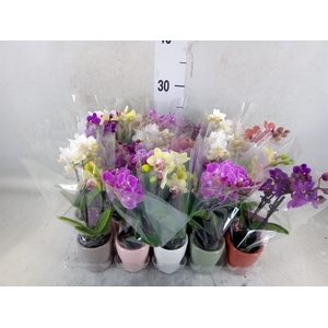 Phalaenopsis   ...mini
