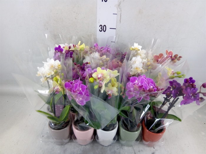 <h4>Phalaenopsis   ...mini</h4>
