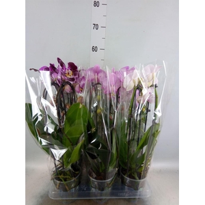 Phalaenopsis  'Elegant Cascade'