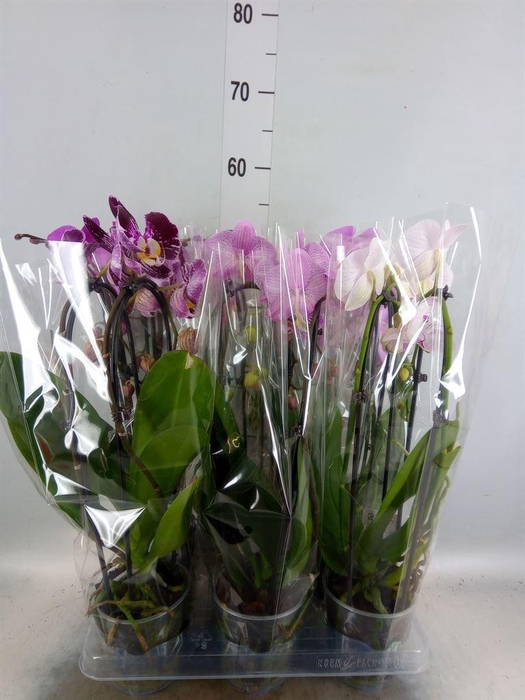 <h4>Phalaenopsis  'Elegant Cascade'</h4>
