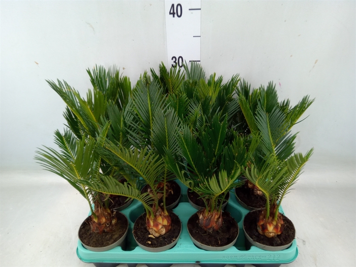 <h4>Cycas revoluta</h4>