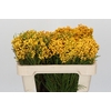 Kaaps Groen Lanug. yellow