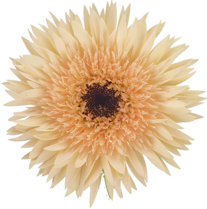 <h4>GE MS PUNKI ERIK</h4>