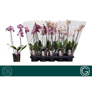 PHAL MF GEM 4 KL