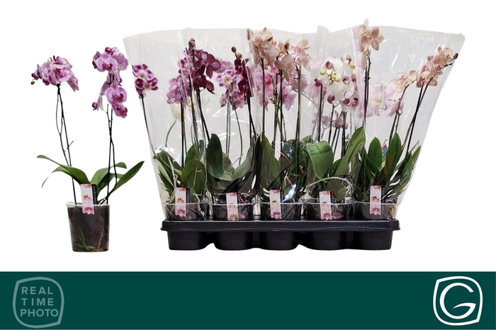 <h4>PHAL MF GEM 4 KL</h4>