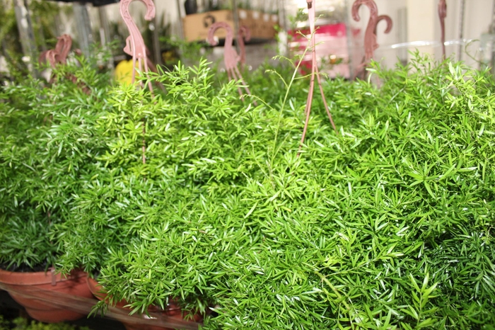 <h4>ASPARGO DENSIFLORUS CWEBE C24</h4>