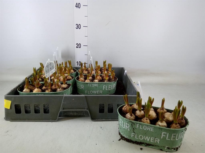 <h4>Arr.  Muscari L%</h4>