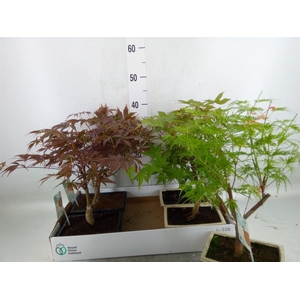 Bonsai   ...mix