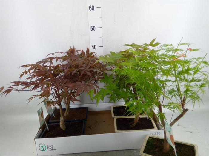 <h4>Bonsai   ...mix</h4>