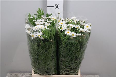 <h4>Leucanthemum White</h4>