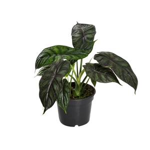 ALOCASIA DRAGON SCALE P15
