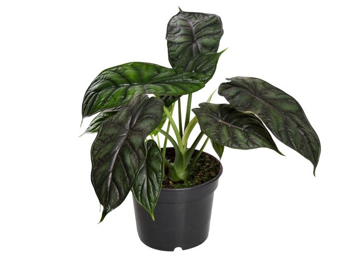 ALOCASIA DRAGON SCALE P15