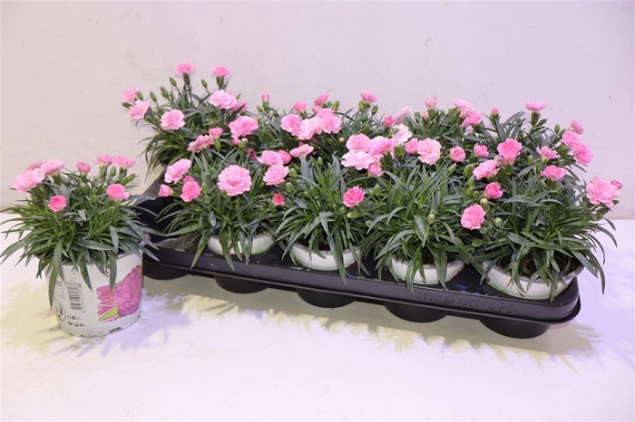 <h4>arr8 Dian I Love U</h4>