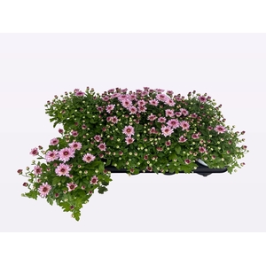 CHRY FLAIR PINK