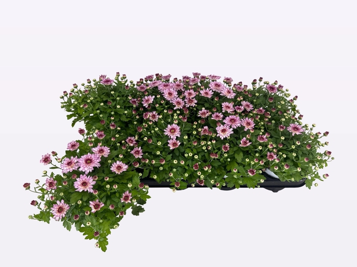 <h4>CHRY FLAIR PINK</h4>