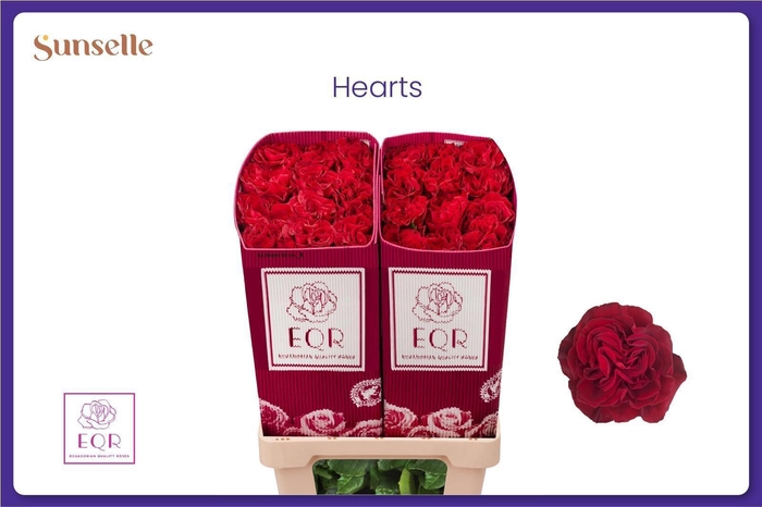 <h4>R GR HEARTS</h4>