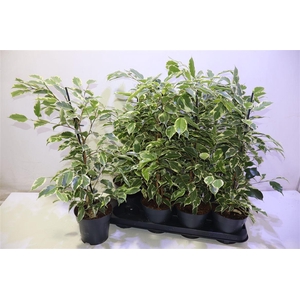 arr8 Fic Be Samantha