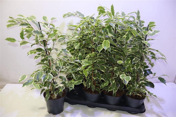 <h4>arr8 Fic Be Samantha</h4>