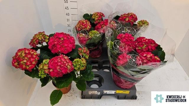 <h4>HYDR M GRUMPY</h4>