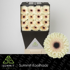 Gerbera Eclair Diamond per kaart