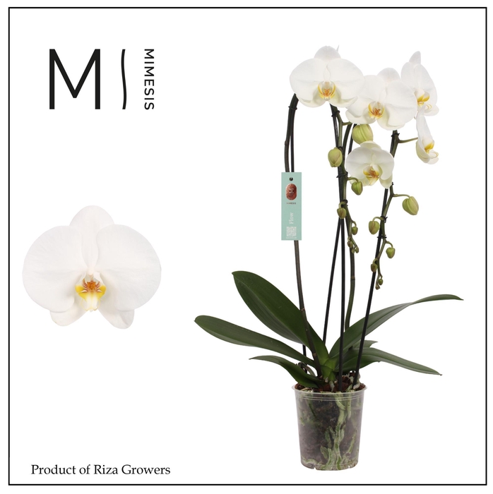 <h4>Phalaenopsis Flow Tokyo 2 spike - 12cm | Mimesis</h4>