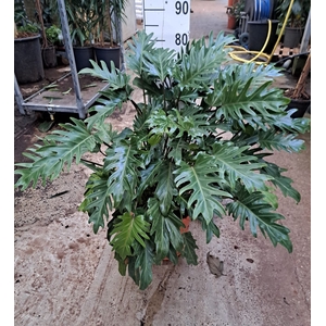 Philodendron  'Xanadu'