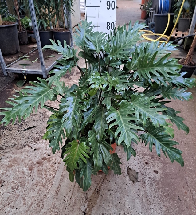 <h4>Philodendron  'Xanadu'</h4>