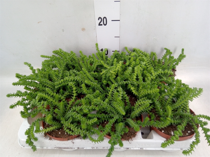 <h4>Crassula   ...</h4>