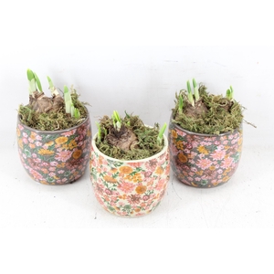 arr4 Narcis FL - Late fashion x12