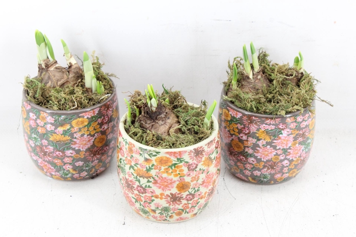 <h4>arr4 Narcis FL - Late fashion x12</h4>