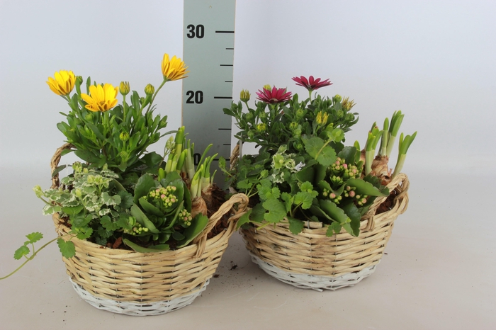 <h4>ARR TUINPLANTEN</h4>