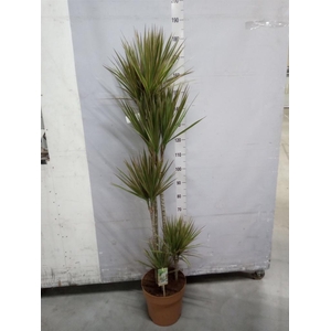 Dracaena marg. 'Bicolor'
