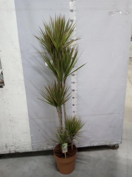 <h4>Dracaena marg. 'Bicolor'</h4>