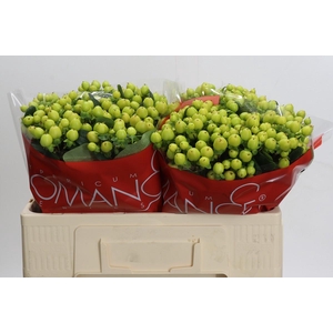 Hypericum Smiley Romance